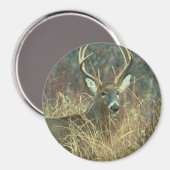 親愛鹿 マグネット (正面/裏面)
