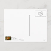 親愛Santa Send Money シーズンポストカード (裏面)