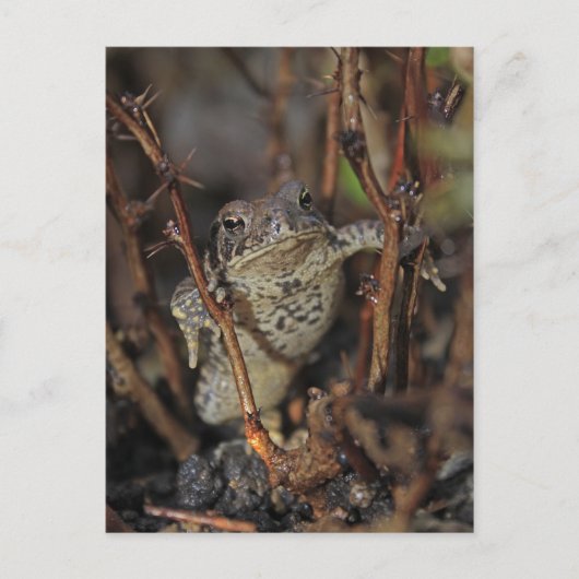 親指を下げる ポストカード (正面)