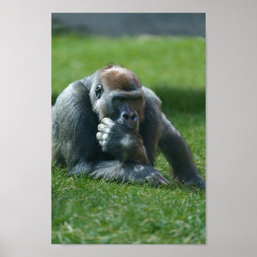 親指吸ゴリラ ポスター (正面)