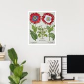 観賞用のケシ、「Hortus Eystettensis」から ポスター (ホームオフィス)