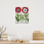観賞用のケシ、「Hortus Eystettensis」から ポスター (キッチン)