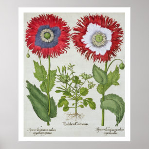 観賞用のケシ、「Hortus Eystettensis」から ポスター