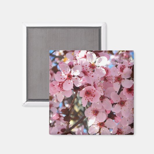 観賞用の花の木の上のピンクの花 マグネット (正面/裏面)