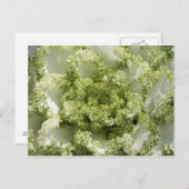 観賞用キャベツ ポストカード (正面/裏面)