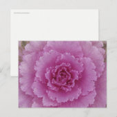 観賞用キャベツ 花咲くケール 植物写真 ポストカード (正面/裏面)