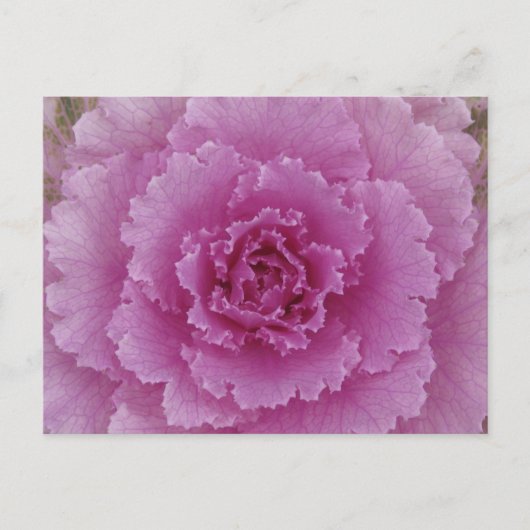観賞用キャベツ 花咲くケール 植物写真 ポストカード (正面)