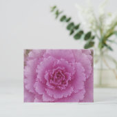 観賞用キャベツ 花咲くケール 植物写真 ポストカード (スタンド正面)