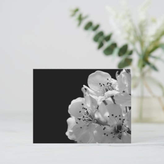 観賞用梨… ポストカード (スタンド正面)