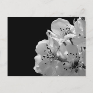 観賞用梨… ポストカード