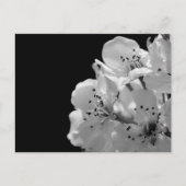 観賞用梨… ポストカード (正面)