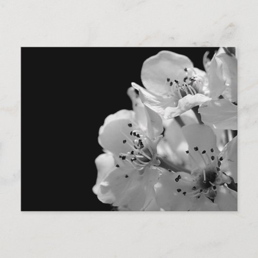 観賞用梨… ポストカード (正面)