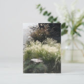 観賞用草 ポストカード (スタンド正面)