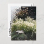 観賞用草 ポストカード (正面/裏面)