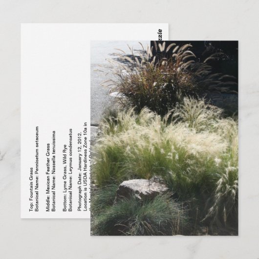 観賞用草 ポストカード (正面/裏面)