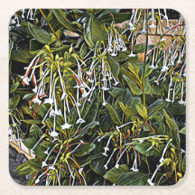 観賞用開花たばこ紙コースター