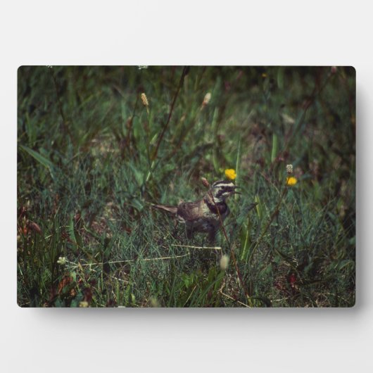 角のあるヒバリ フォトプラーク (正面)