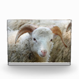 角のある羊 フォトブロック