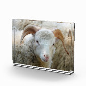 角のある羊 フォトブロック (右)