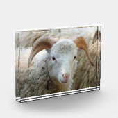 角のある羊 フォトブロック (左)