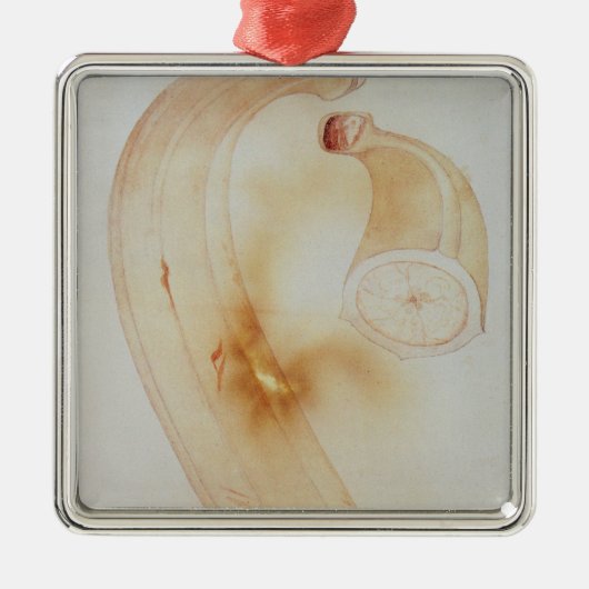 角のオオバコ メタルオーナメント (正面)