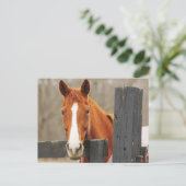 角のフェンポストに毛布を着ている馬 ポストカード (スタンド正面)