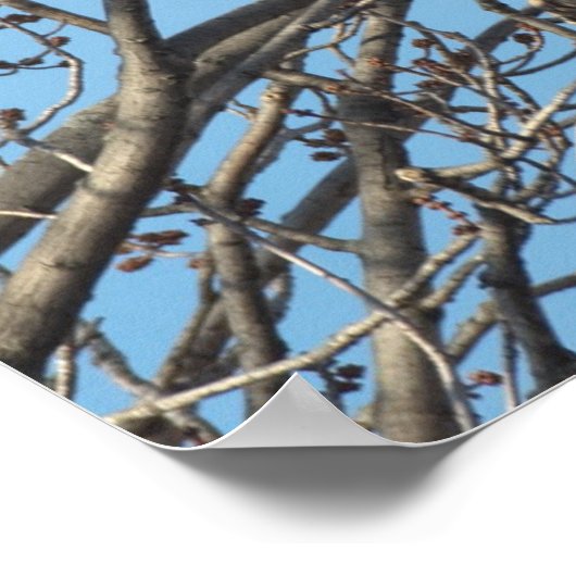 角の付いた素晴らしフクロウ2 (Bubo virginianus) ポスター (角)