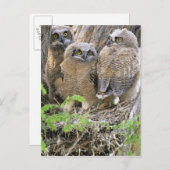 角の素晴らしオブレットの科 ポストカード (正面/裏面)