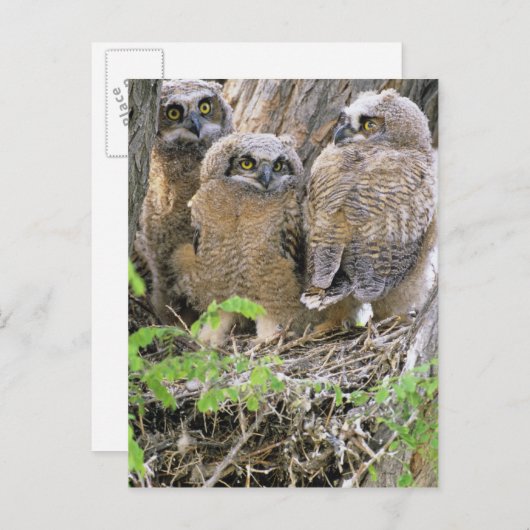 角の素晴らしオブレットの科 ポストカード (正面/裏面)