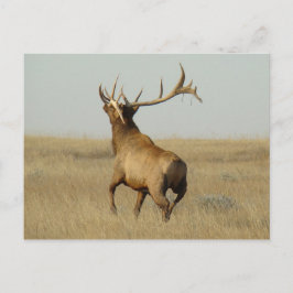 角のE23ブルエルクグラス ポストカード