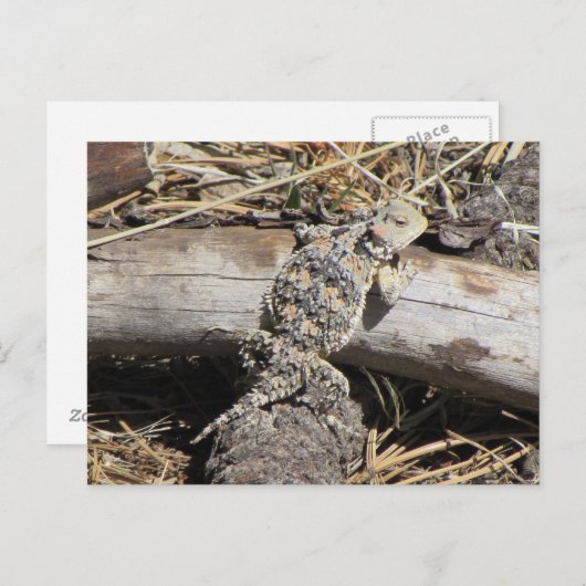 角トカゲ ポストカード (正面/裏面)