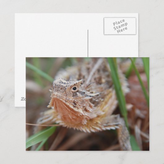 角トカゲ ポストカード (正面/裏面)