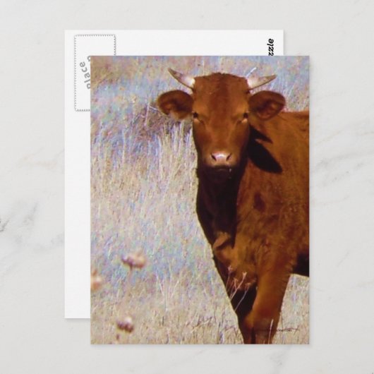角付きの可愛い若い赤い牛 ポストカード (正面/裏面)