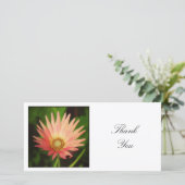 角写真 – アフリカデイジー サンキューカード (スタンド正面)