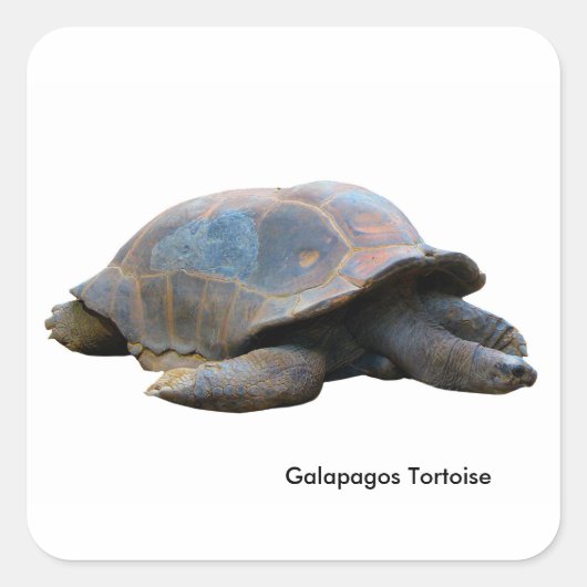 角型ステッカー – 光沢のtortoise画像 スクエアシール (正面)