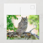 角型素晴らしフクロウ写真はがき ポストカード (正面/裏面)