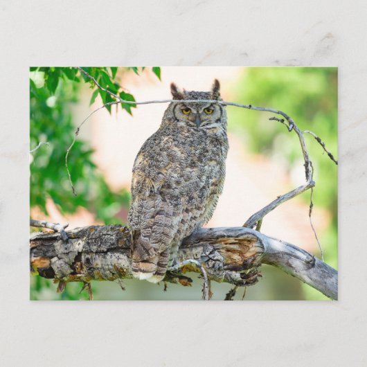 角型素晴らしフクロウ写真はがき ポストカード (正面)