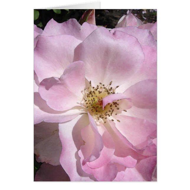 角度の顔は上がりました (正面)