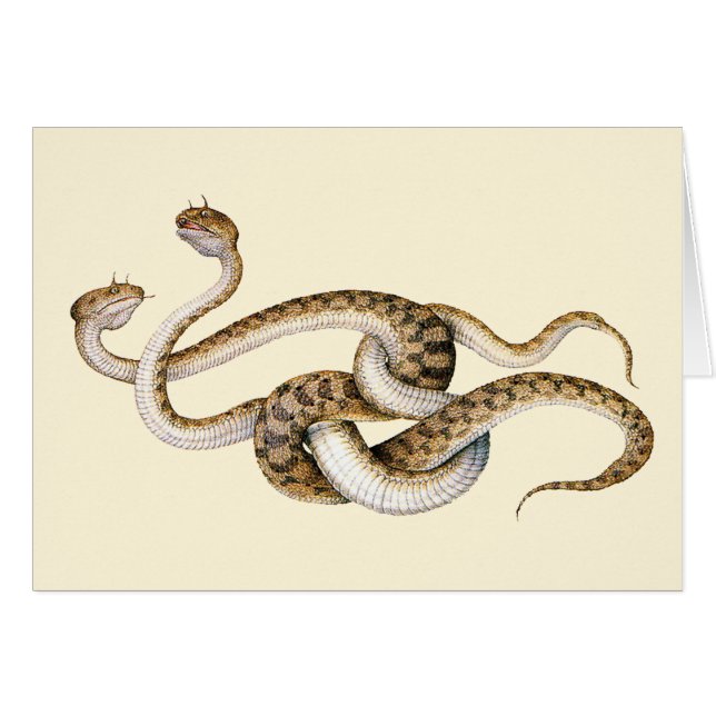 角張ったバイパー (正面横)