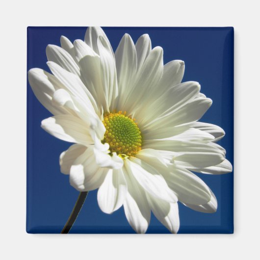 角形デイジー磁石 マグネット (正面)