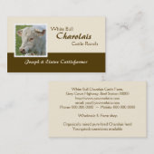 角状のCharolaisの雄牛の写真 名刺 (正面/裏面)