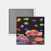 角磁石用熱帯魚の画像 マグネット (正面/裏面)