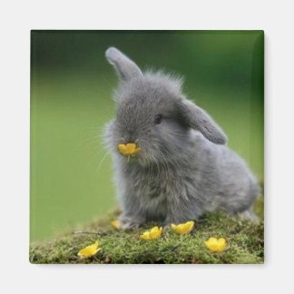 角磁石 マグネット