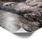 角素晴らしのフクロウとフクロウ フォトプリント            (角)