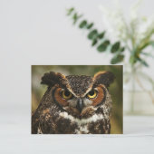 角素晴らしフクロウクローズアップ葉書 ポストカード (スタンド正面)