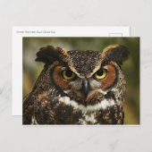 角素晴らしフクロウクローズアップ葉書 ポストカード (正面/裏面)