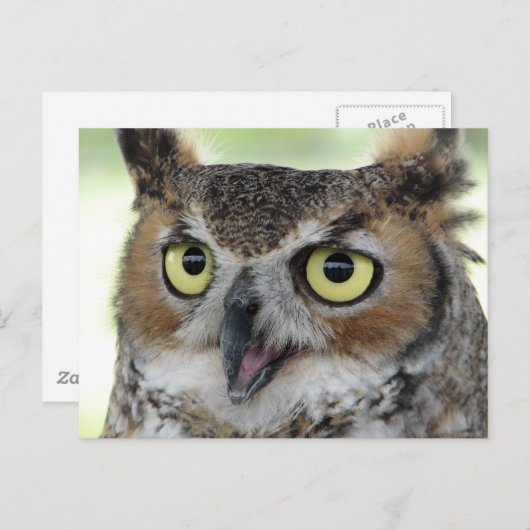 角素晴らしフクロウポートレート ポストカード (正面/裏面)