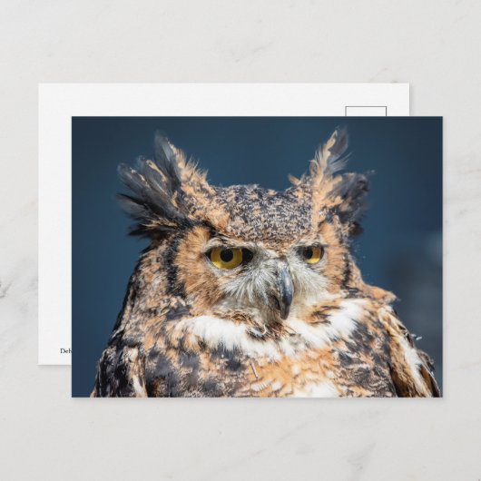 角素晴らしフクロウポートレート ポストカード (正面/裏面)