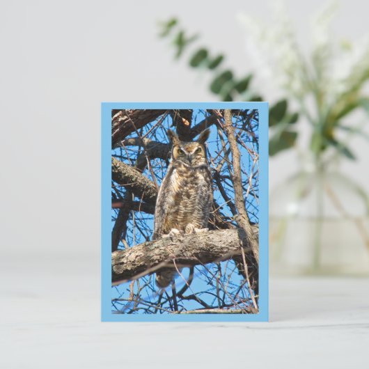 角素晴らしフクロウ写真 ポストカード (スタンド正面)