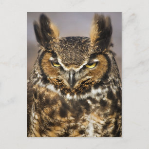 角素晴らしフクロウ葉書 ポストカード